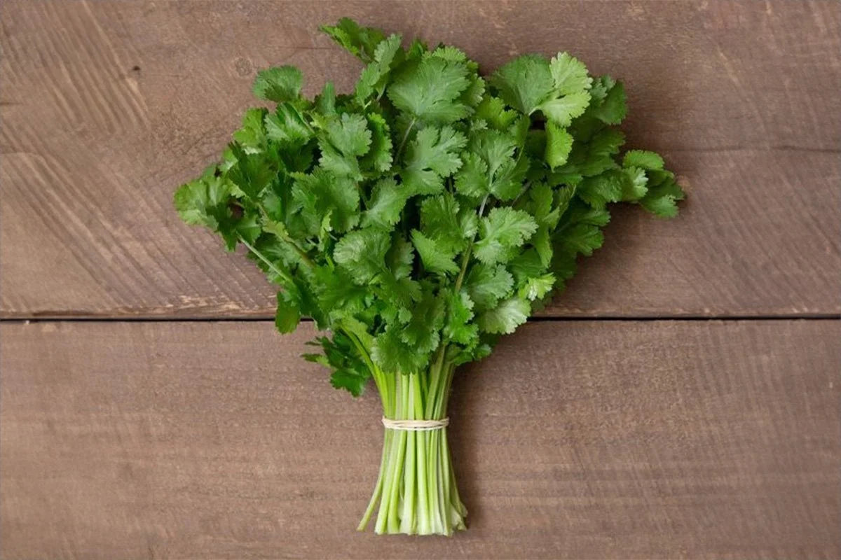 Cilantro