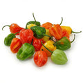 Habanero Peppers