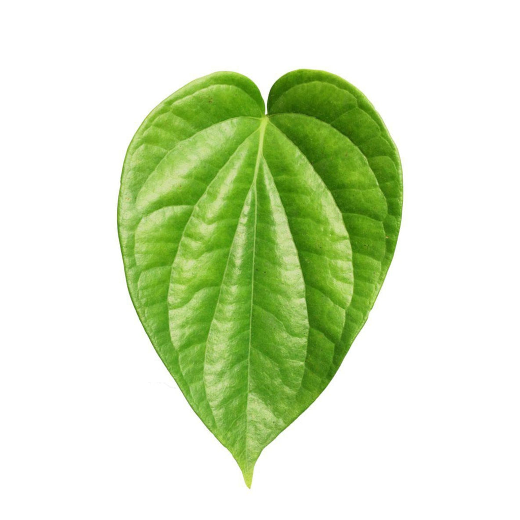 Fresh Betel Leaves
