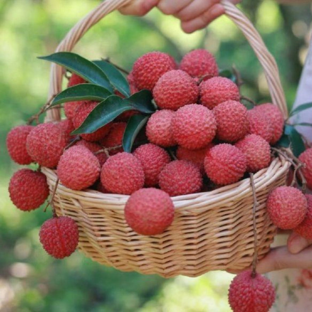 Fresh Lychee