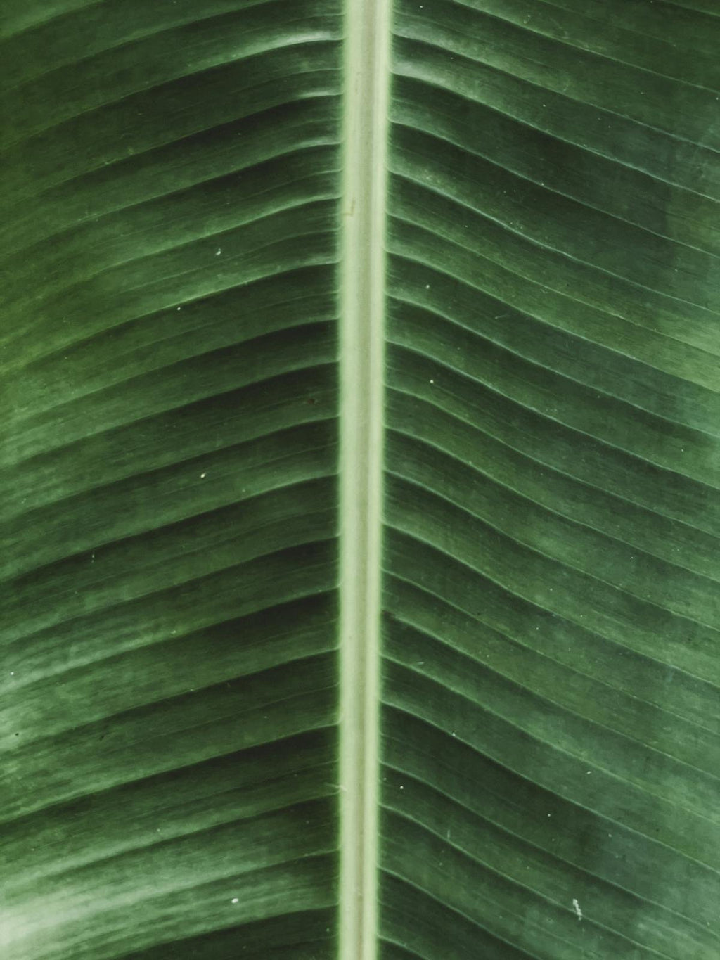 Banana Leaf