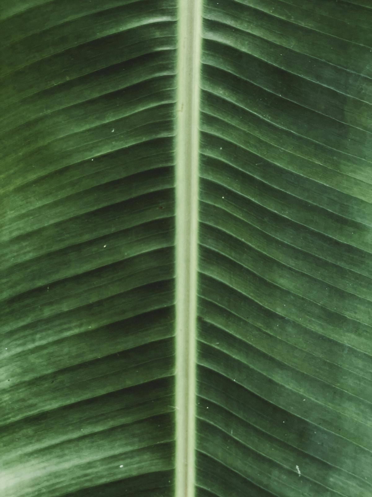Banana Leaf