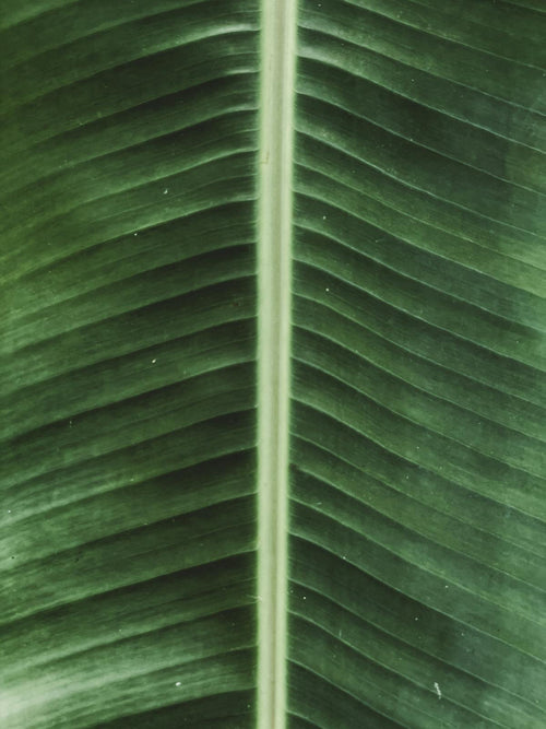 Banana Leaf