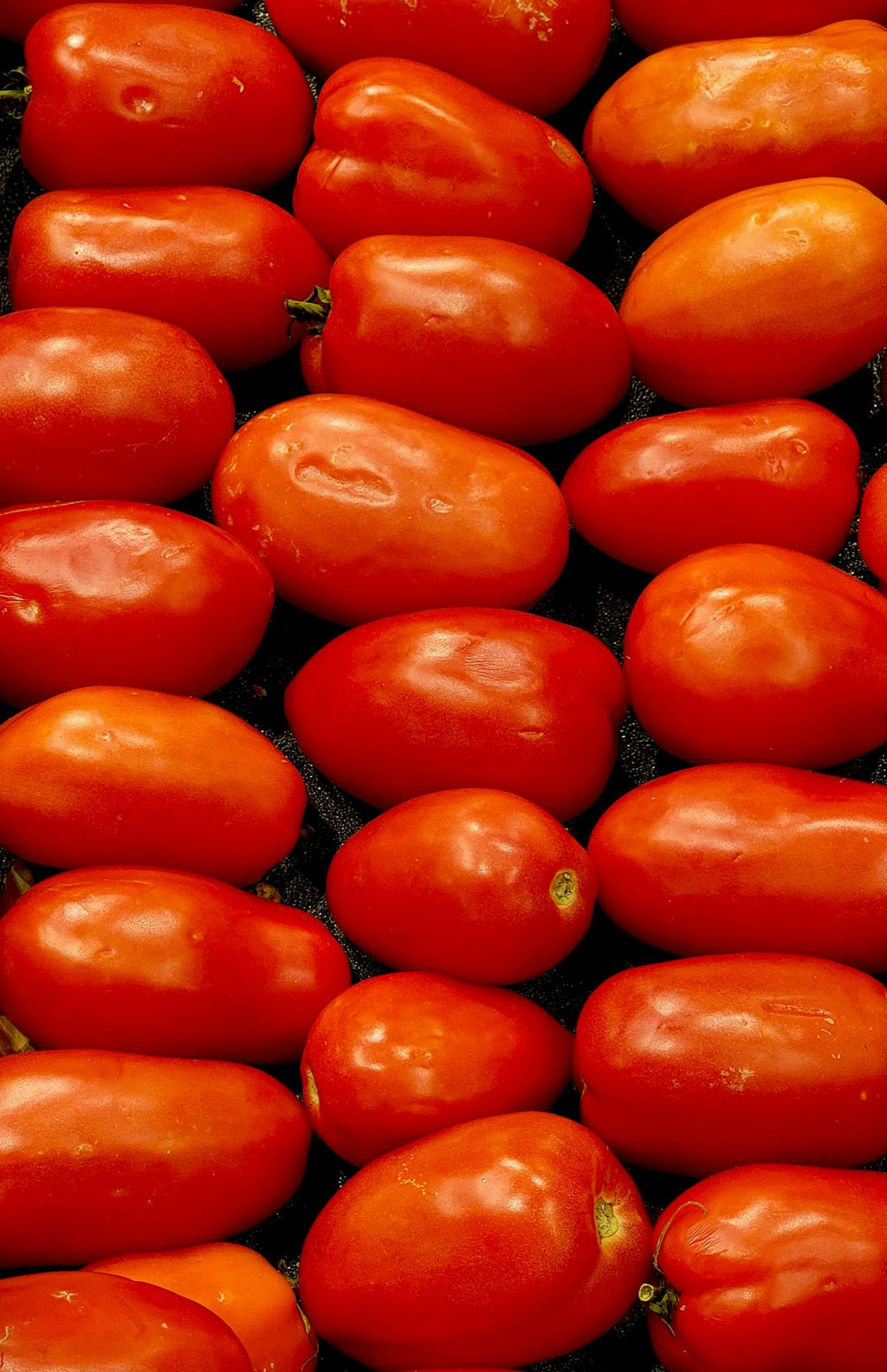 Tomato Roma
