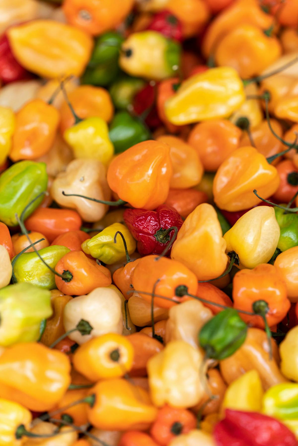 Habanero Peppers