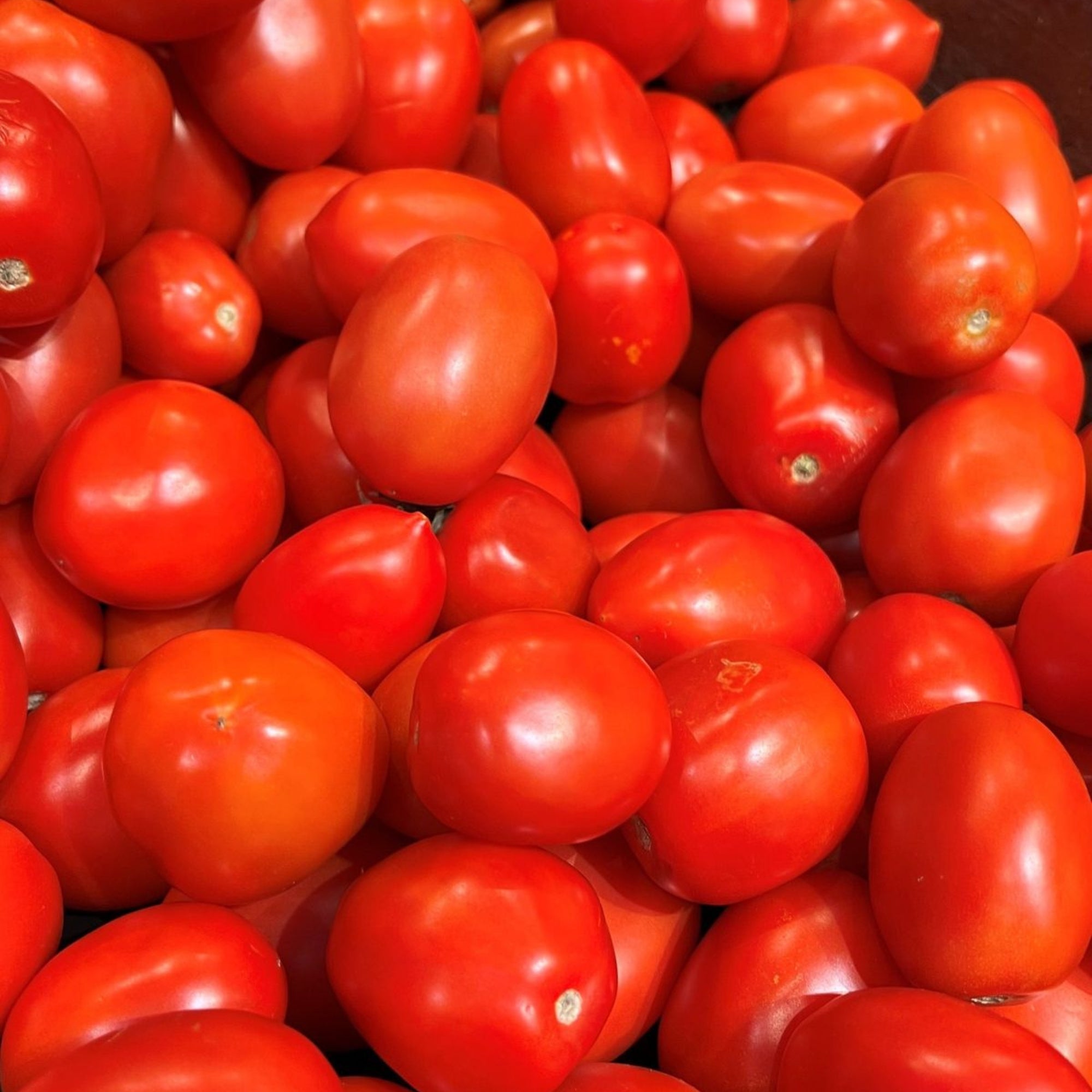 Fresh Tomato Roma